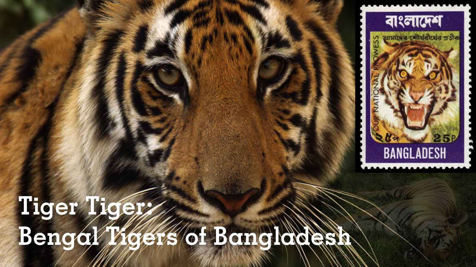 Meet The National Animal of Bangladesh, The Royal Bengal Tiger